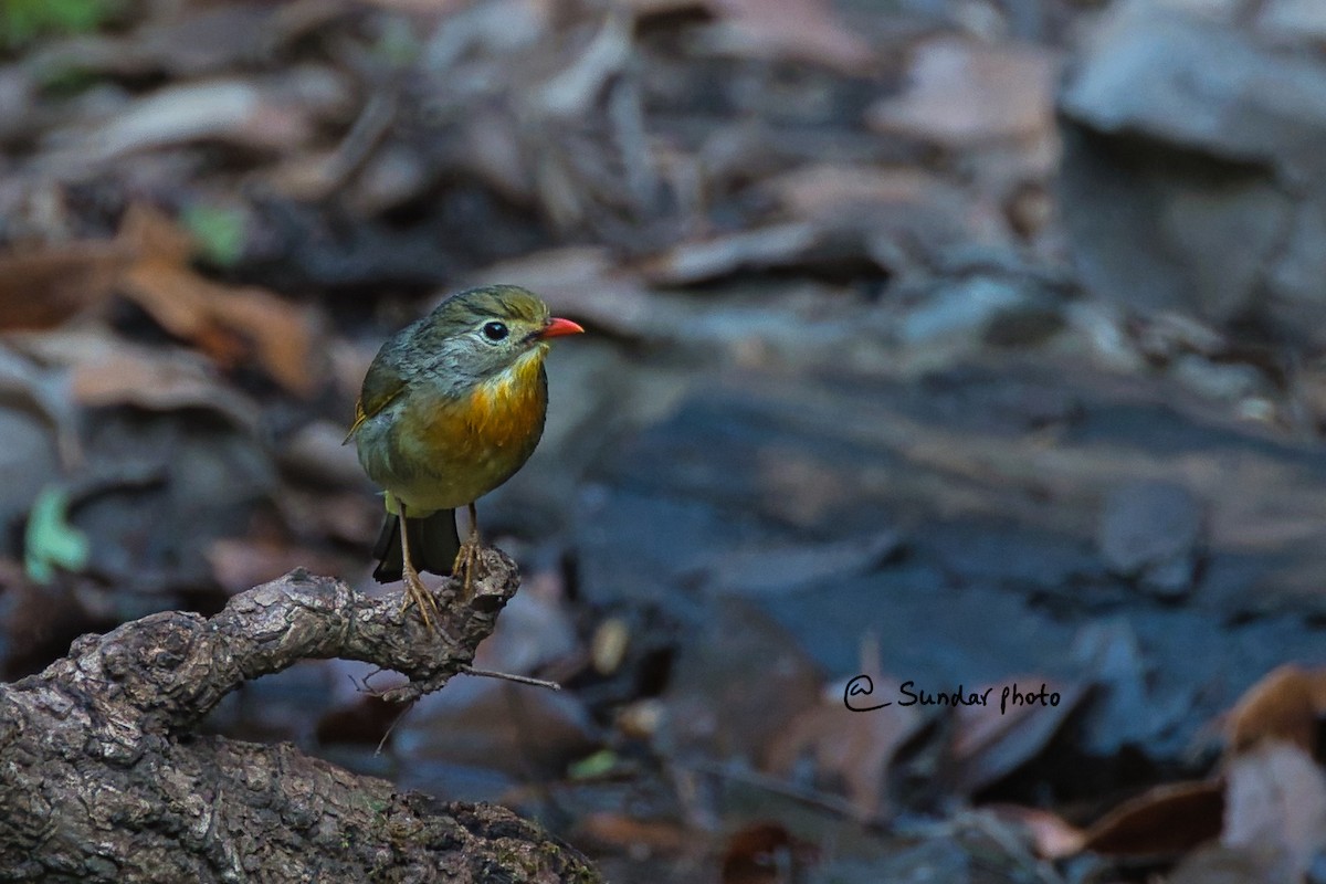 Red-billed Leiothrix - ML637783929