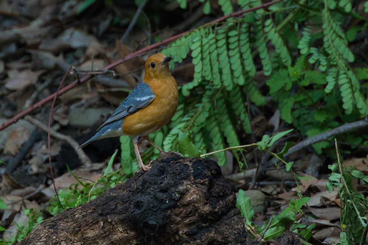 Orange-headed Thrush - ML637783931