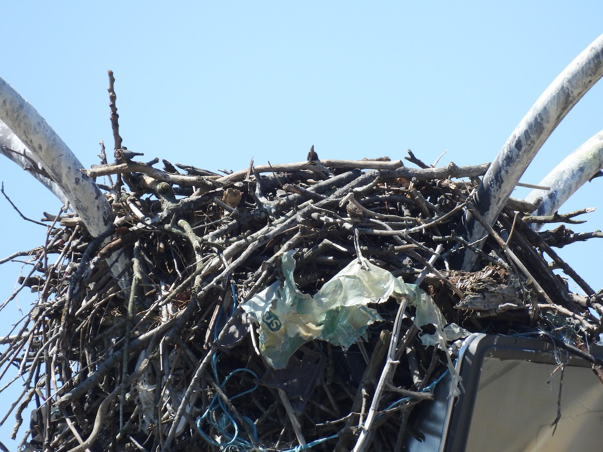 Osprey - ML637783932