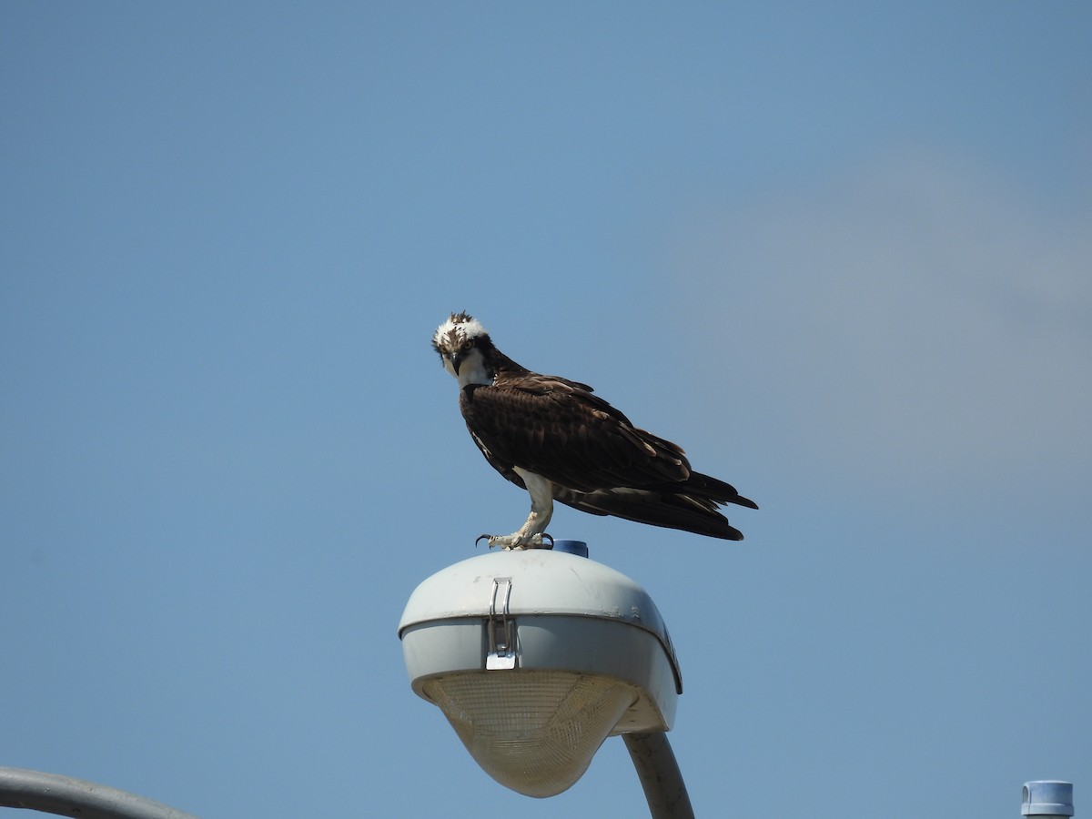 Osprey - ML637783934