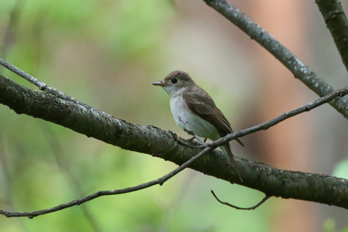 Asian Brown Flycatcher - ML637783935