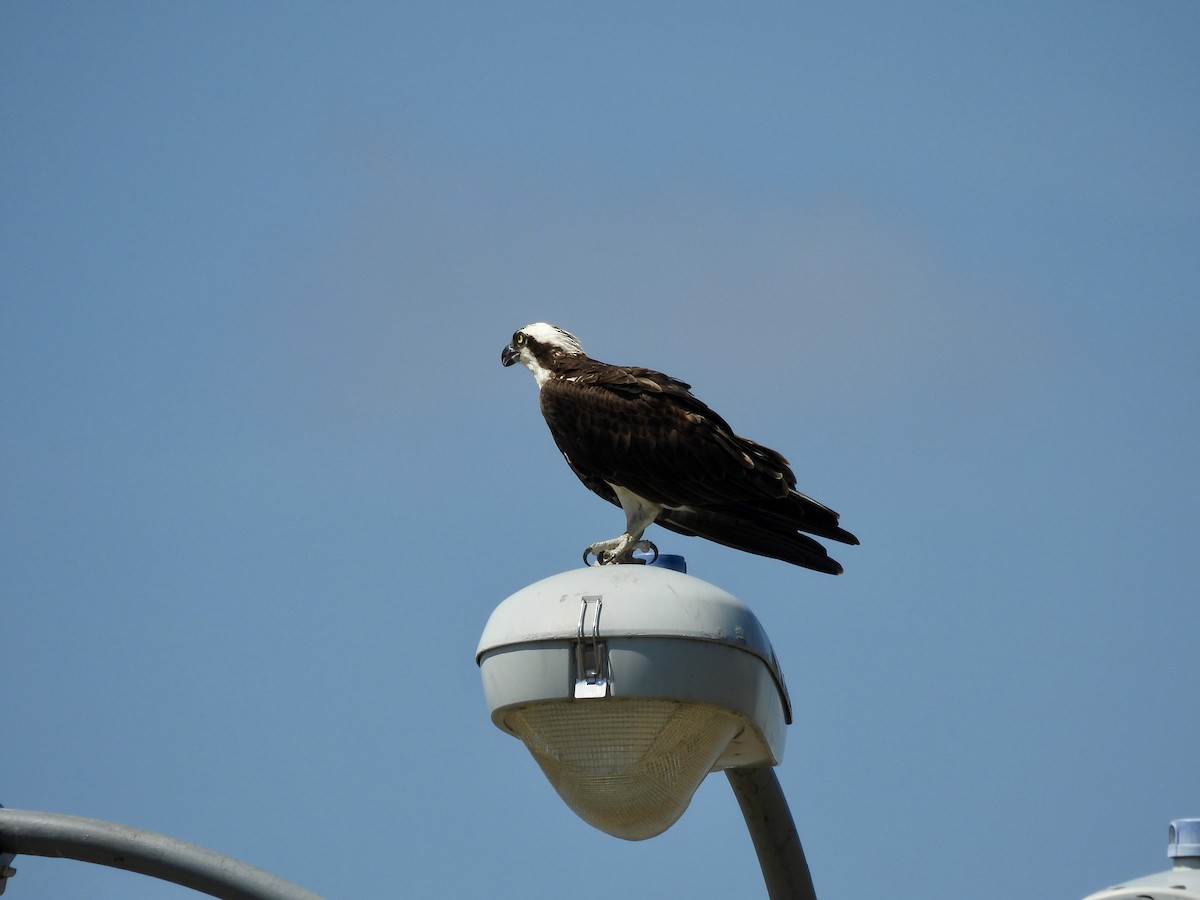 Osprey - ML637783938