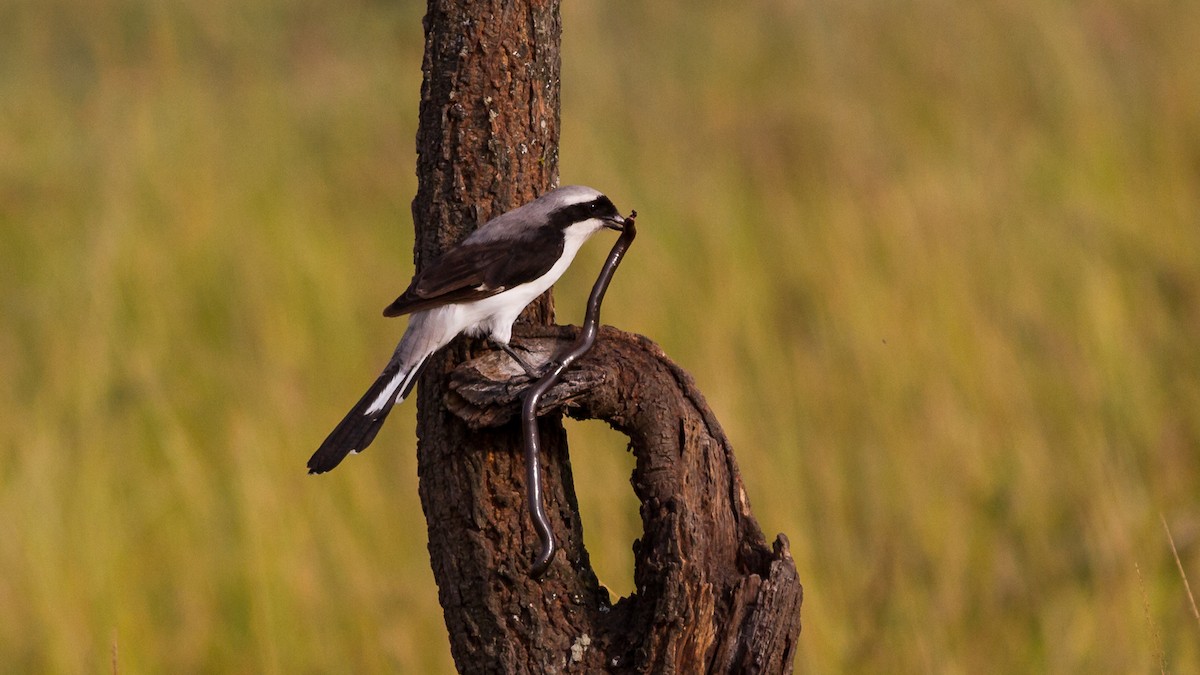 Gray-backed Fiscal - ML637783940