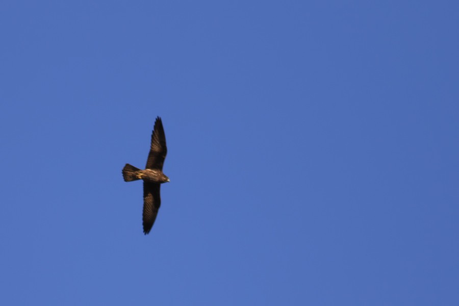 Eleonora's Falcon - ML637783941