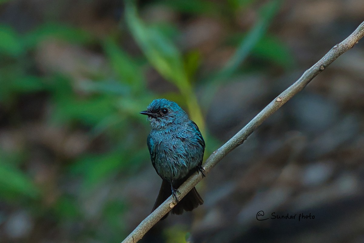 Verditer Flycatcher - ML637783942