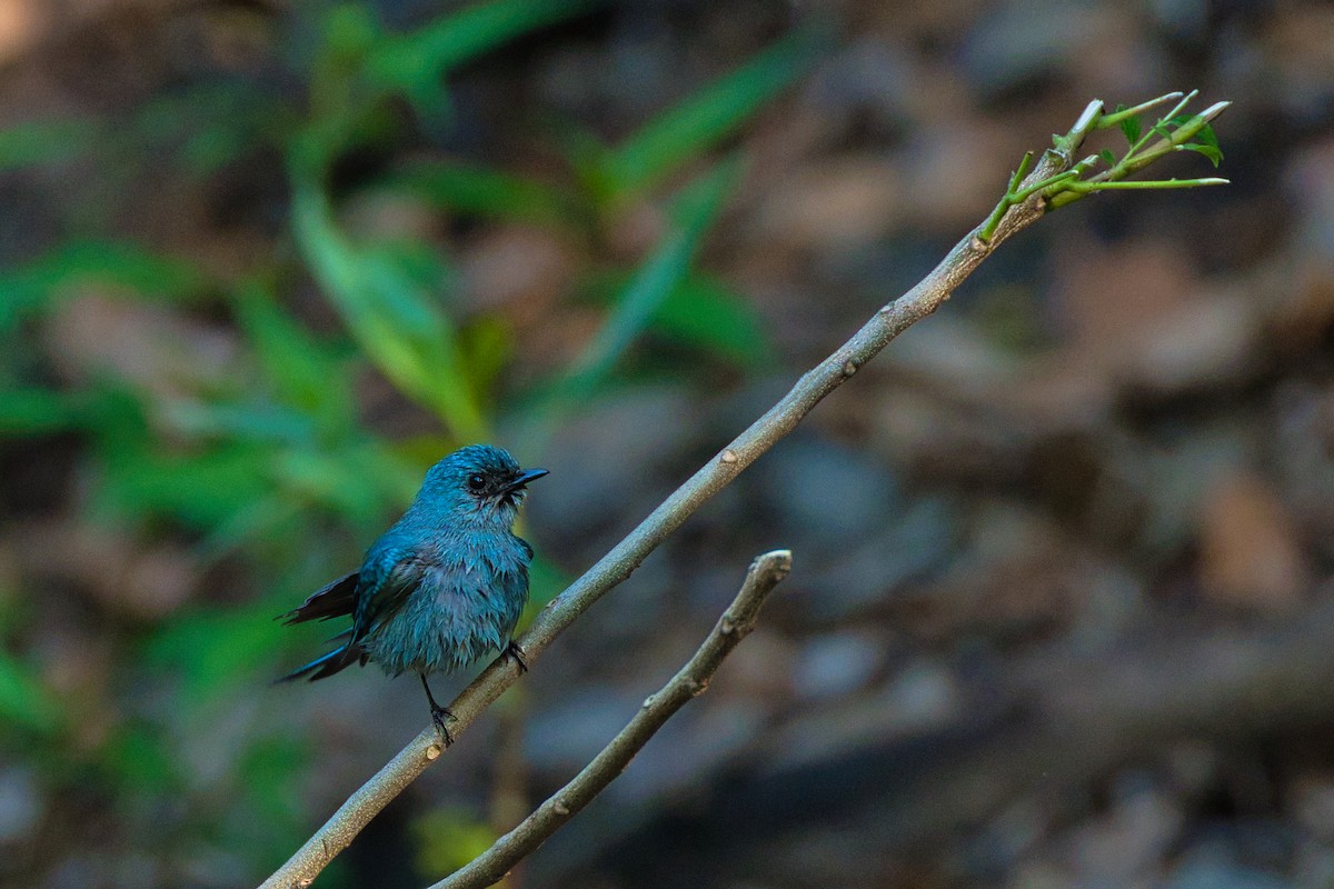 Verditer Flycatcher - ML637783943