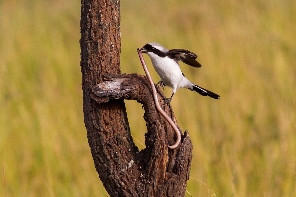 Gray-backed Fiscal - ML637783946