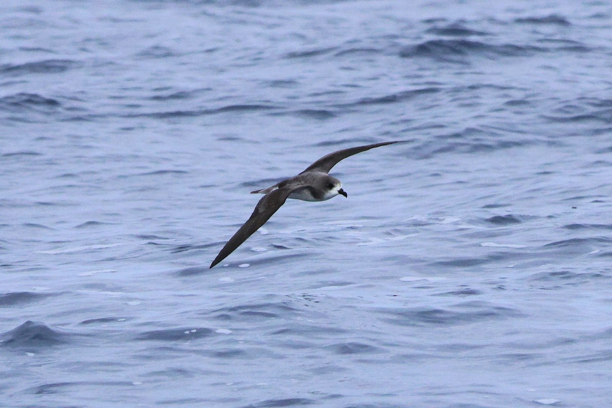 Zino's Petrel - ML637783947