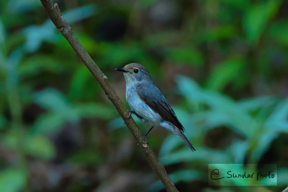 Ultramarine Flycatcher - ML637783948