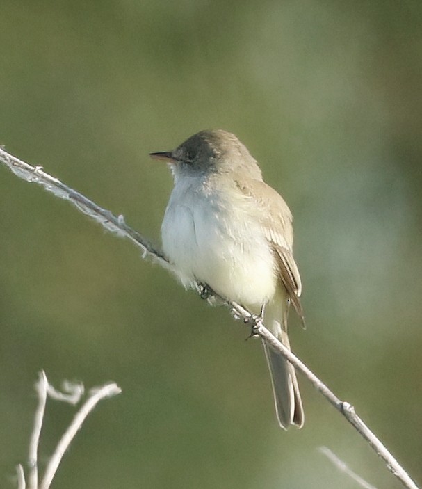 Mosquero Saucero - ML637783971