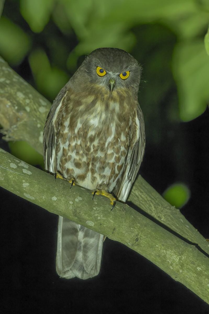 Brown Boobook - ML637783982