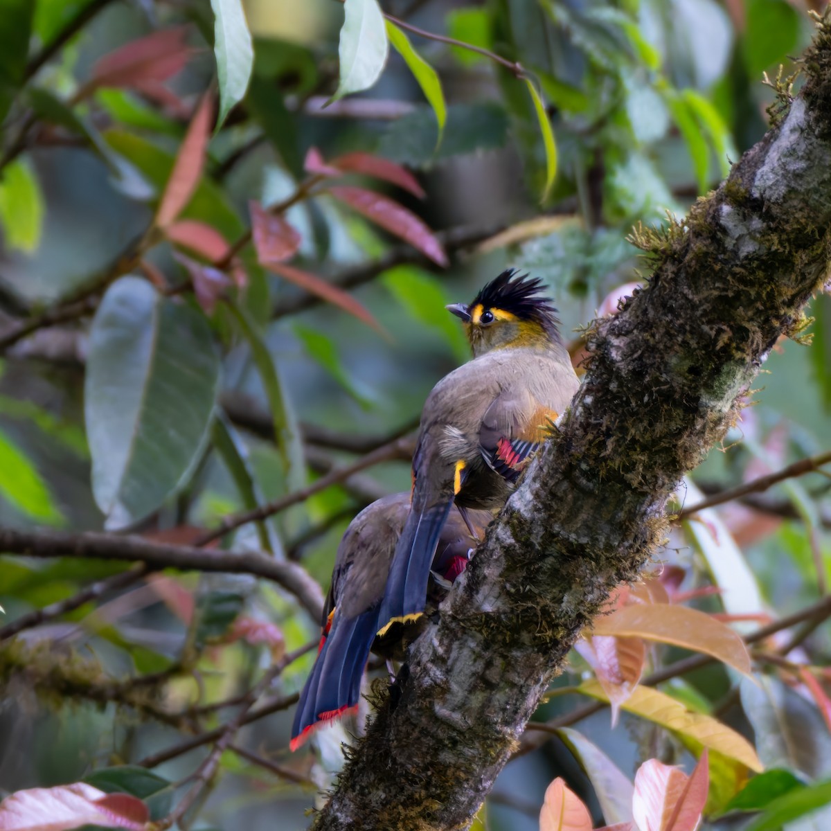Bugun Liocichla - ML637784000