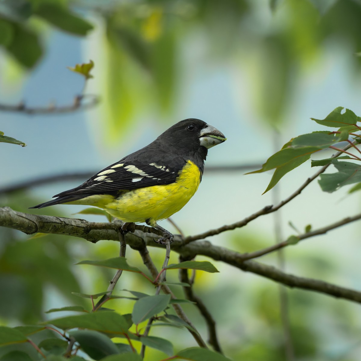 Spot-winged Grosbeak - ML637784011