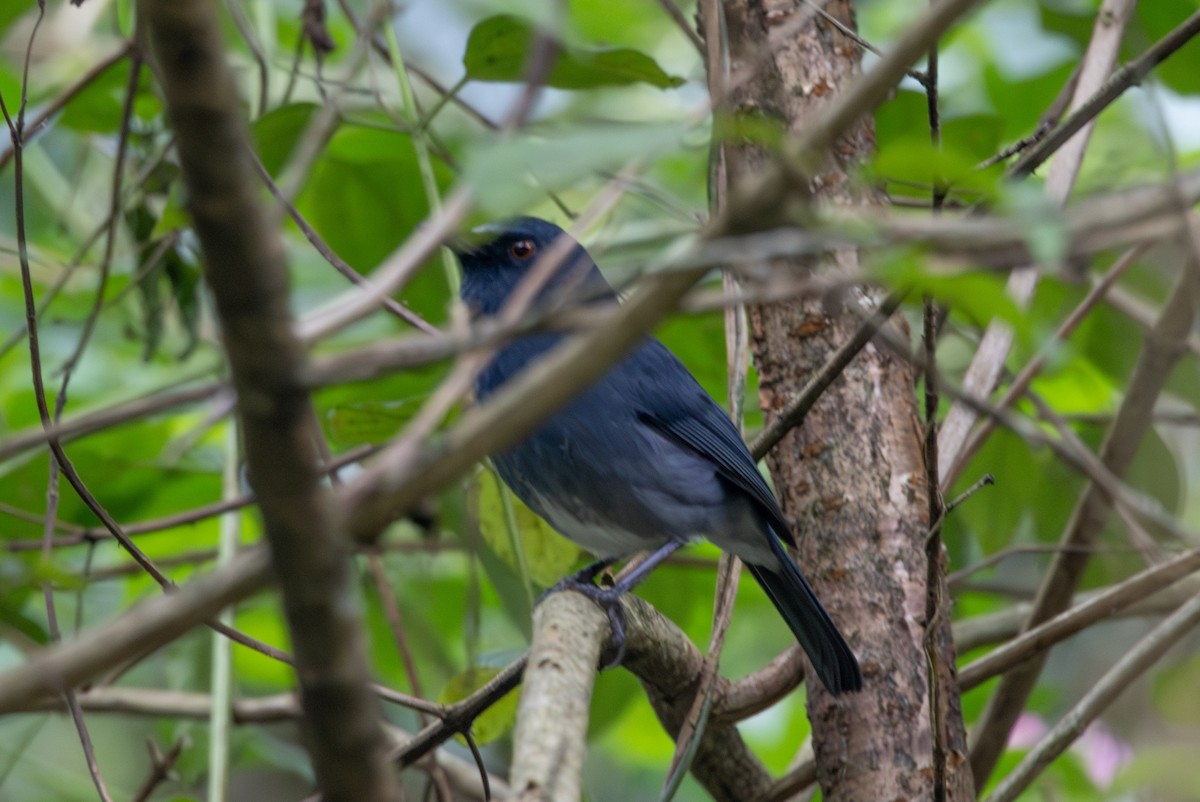 White-bellied Sholakili - ML637784042