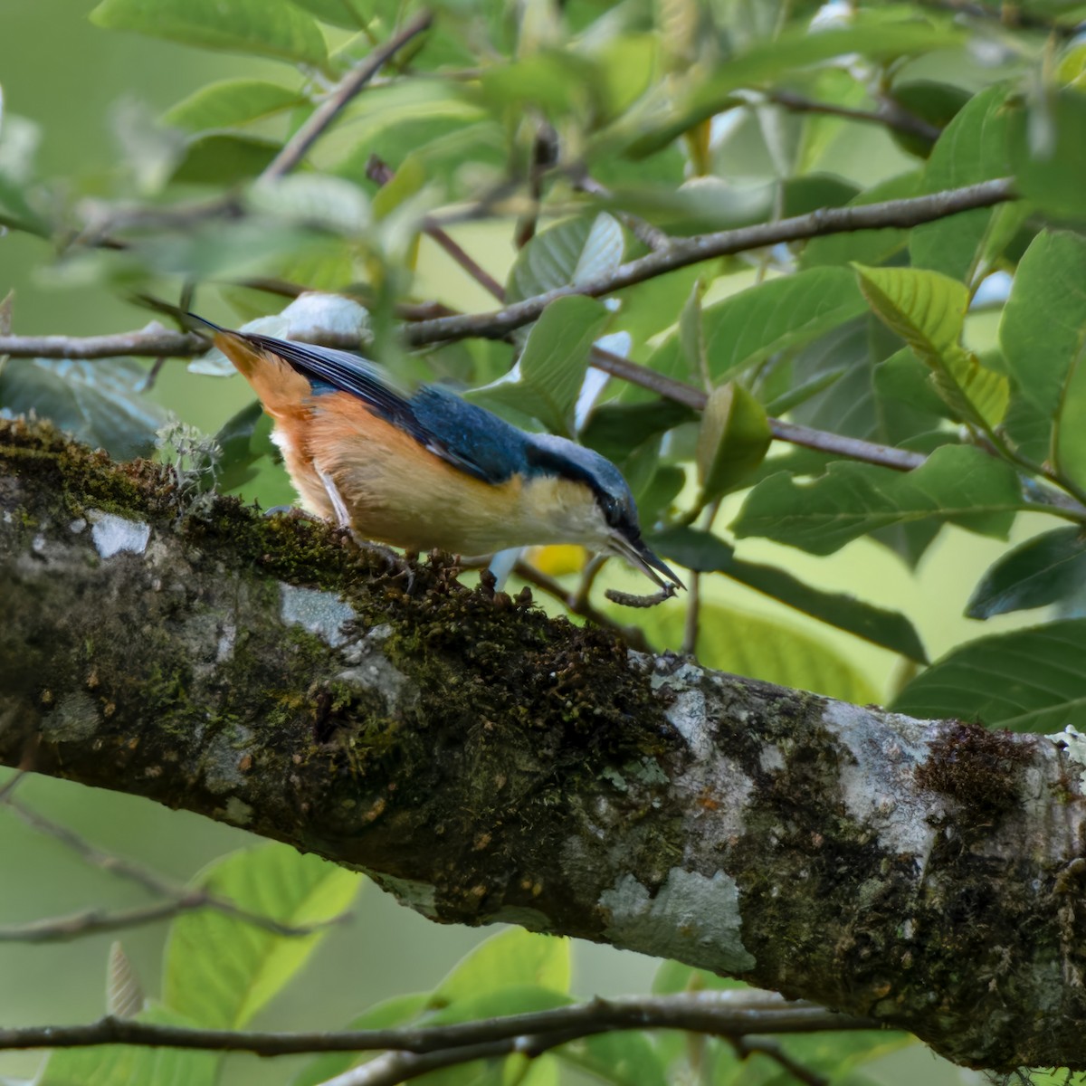 White-tailed Nuthatch - ML637784061