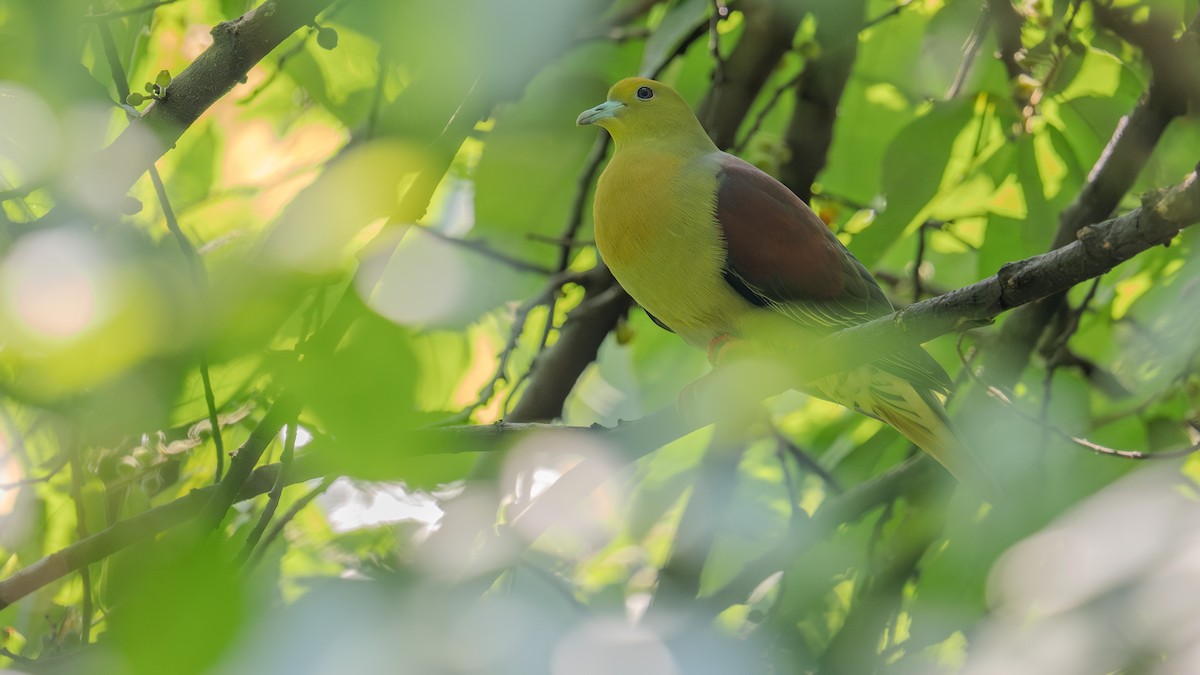 Wedge-tailed Green-Pigeon - ML637784071