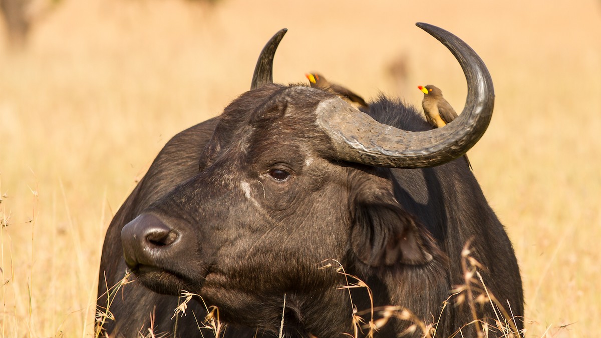 Yellow-billed Oxpecker - ML637784081
