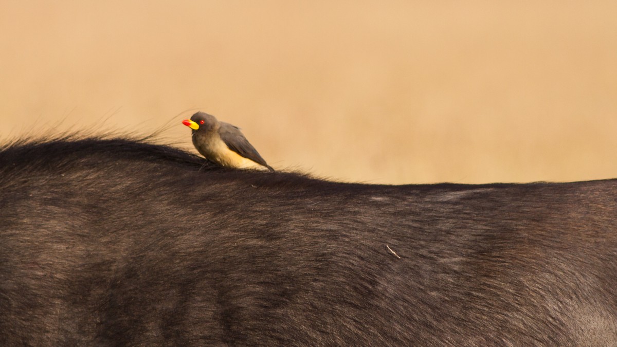 Yellow-billed Oxpecker - ML637784087