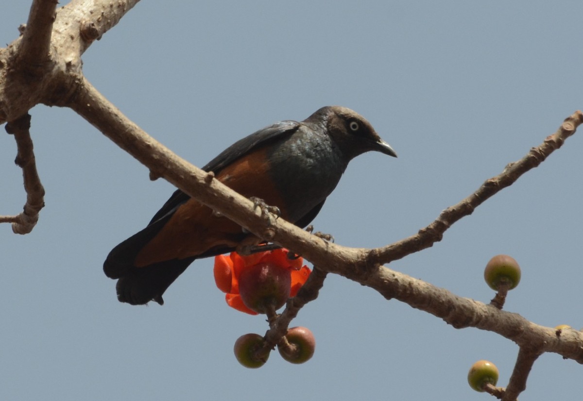 Chestnut-bellied Starling - ML637784095