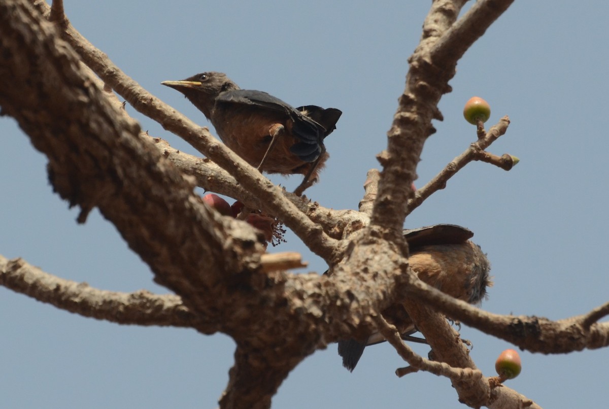 Chestnut-bellied Starling - ML637784099