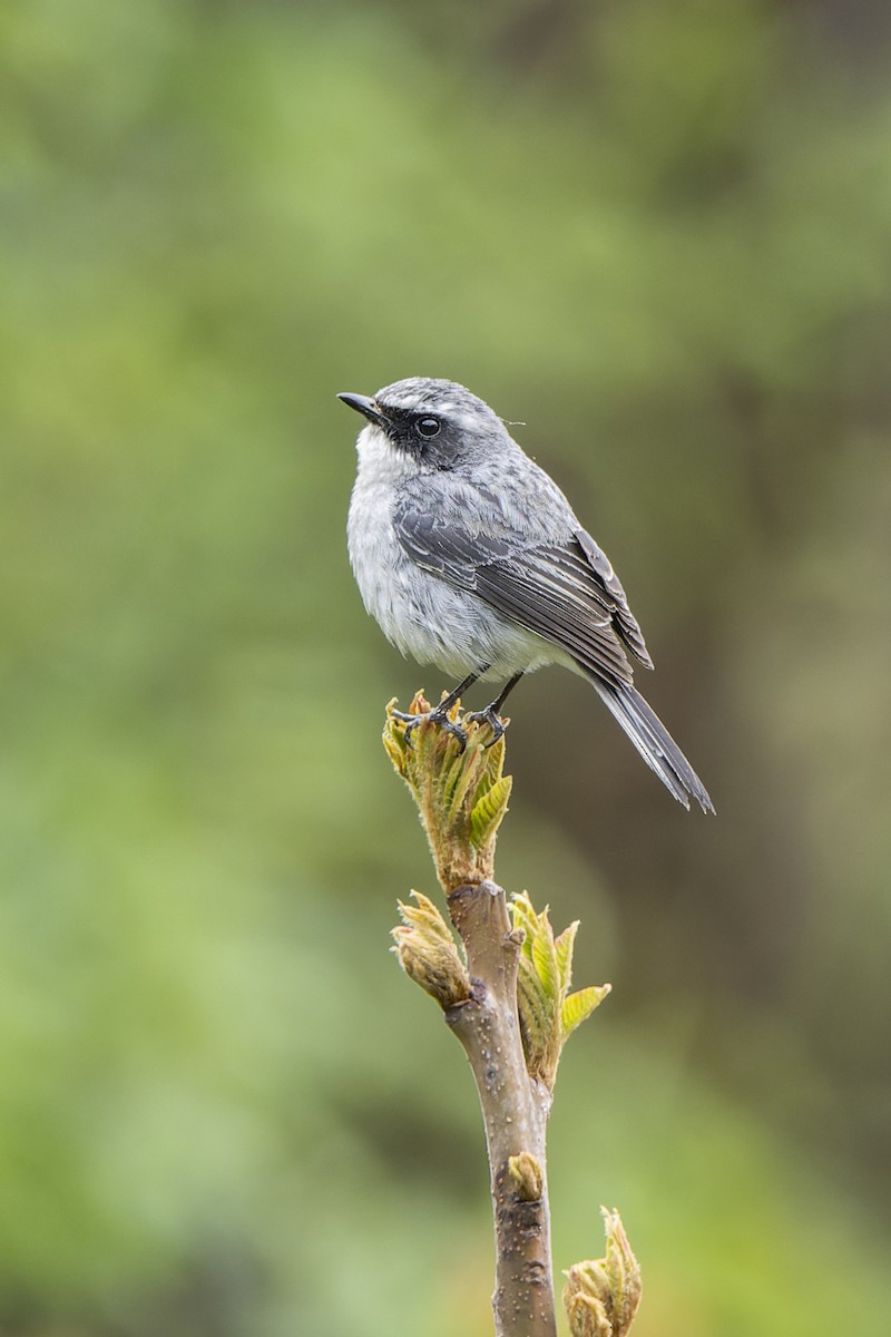 Gray Bushchat - ML637784110