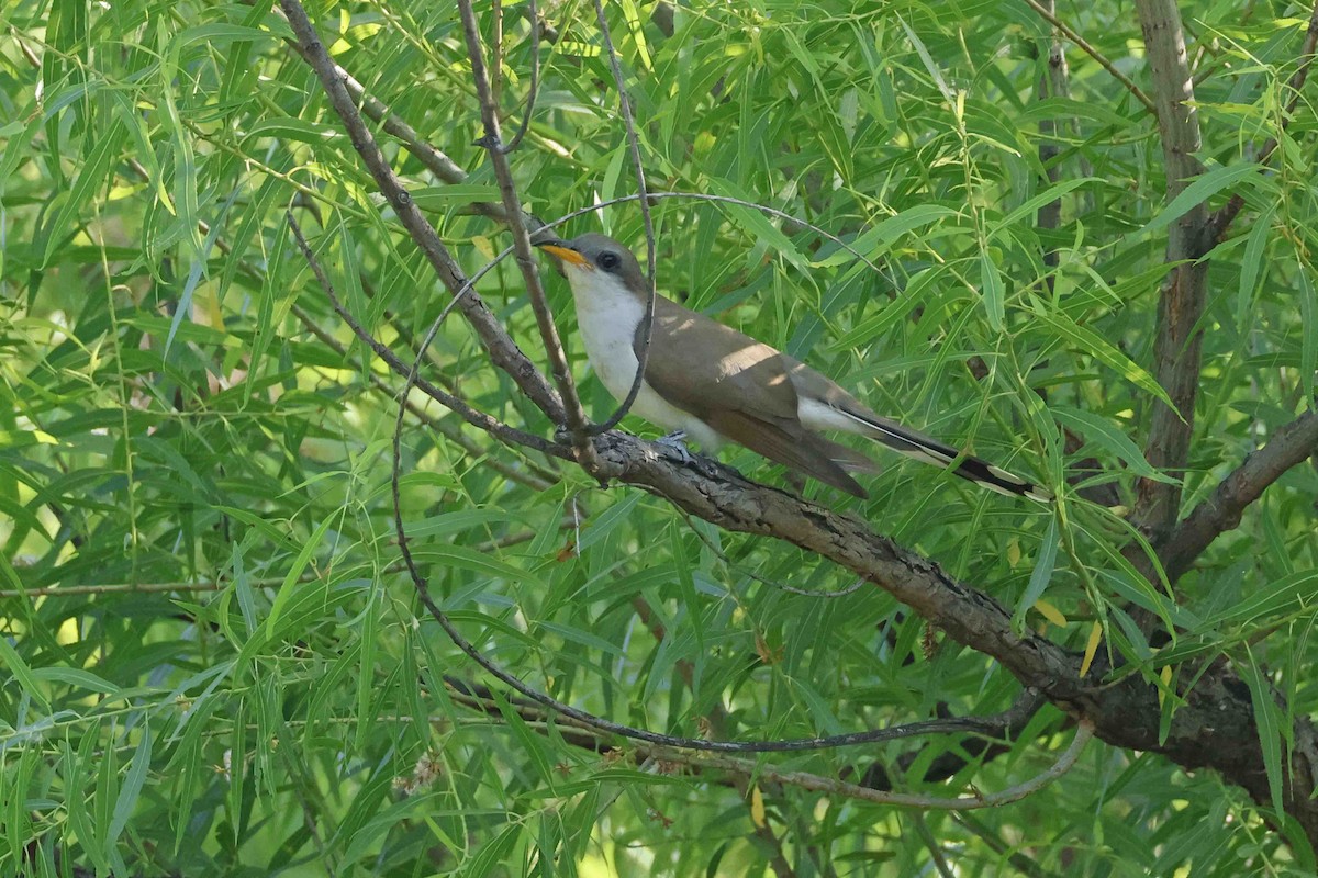Yellow-billed Cuckoo - ML637784117