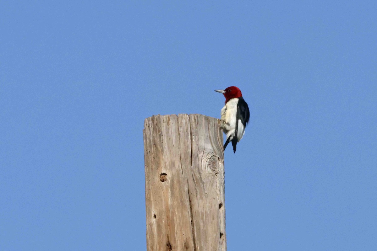 Red-headed Woodpecker - ML637784130