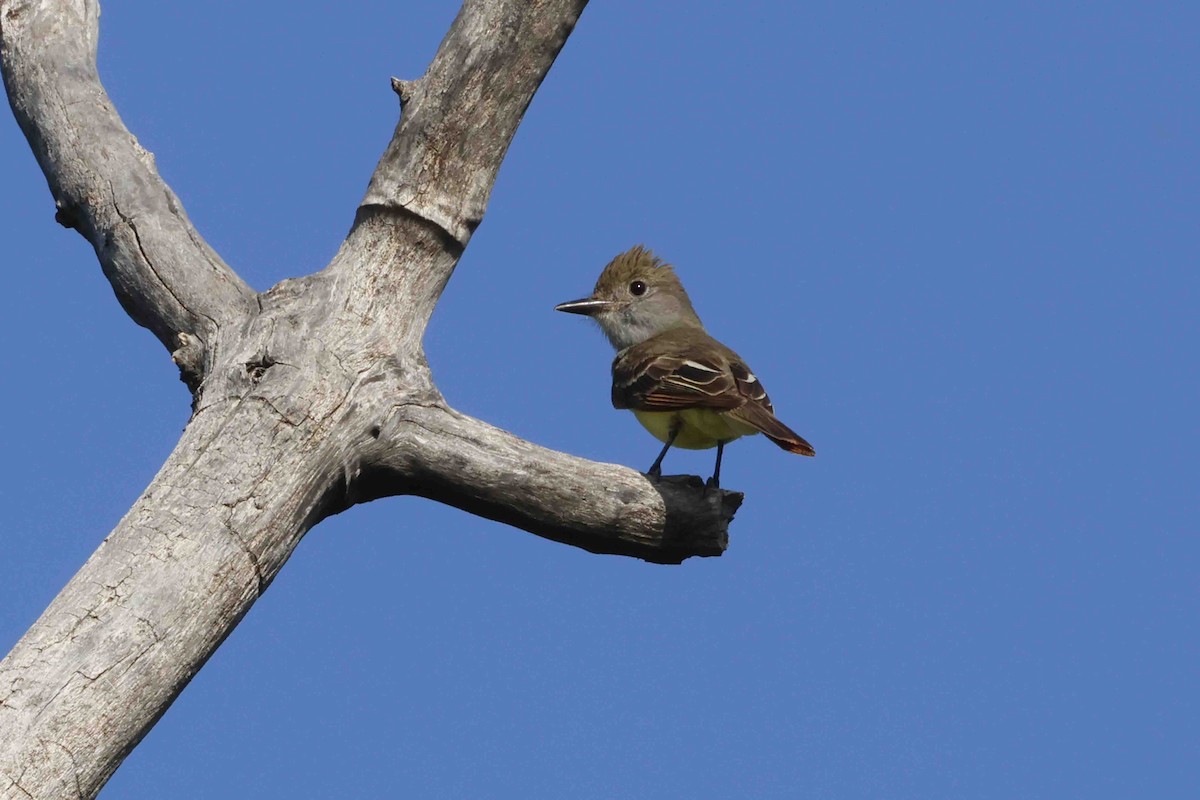 Great Crested Flycatcher - ML637784132