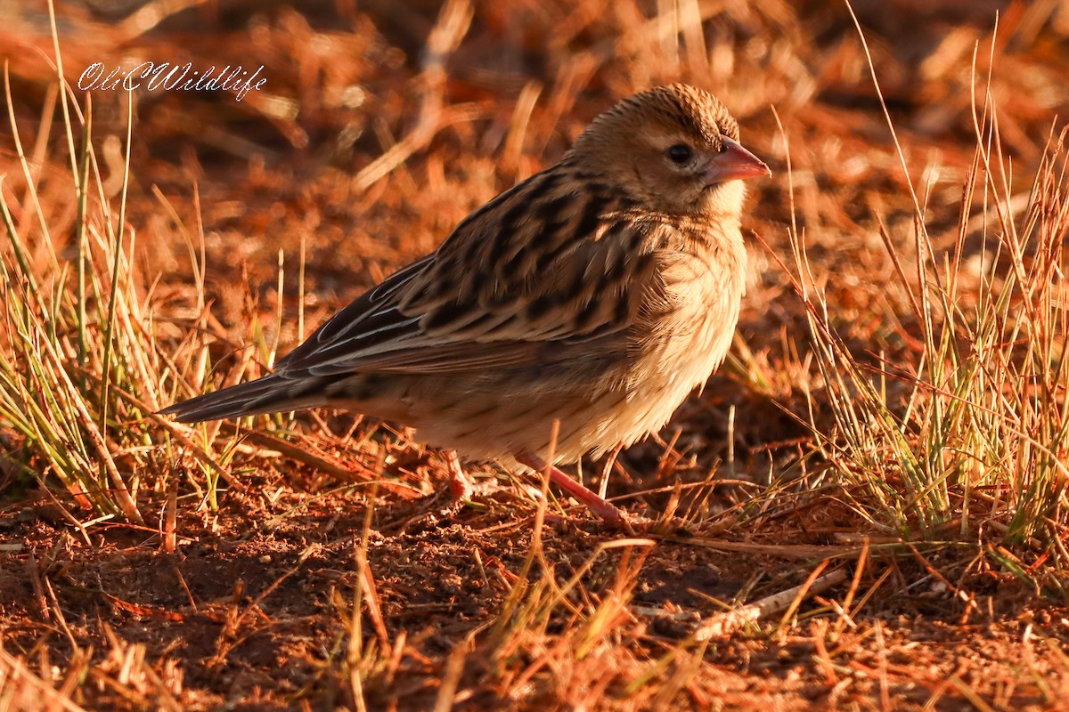 Red-collared Widowbird - ML637784210
