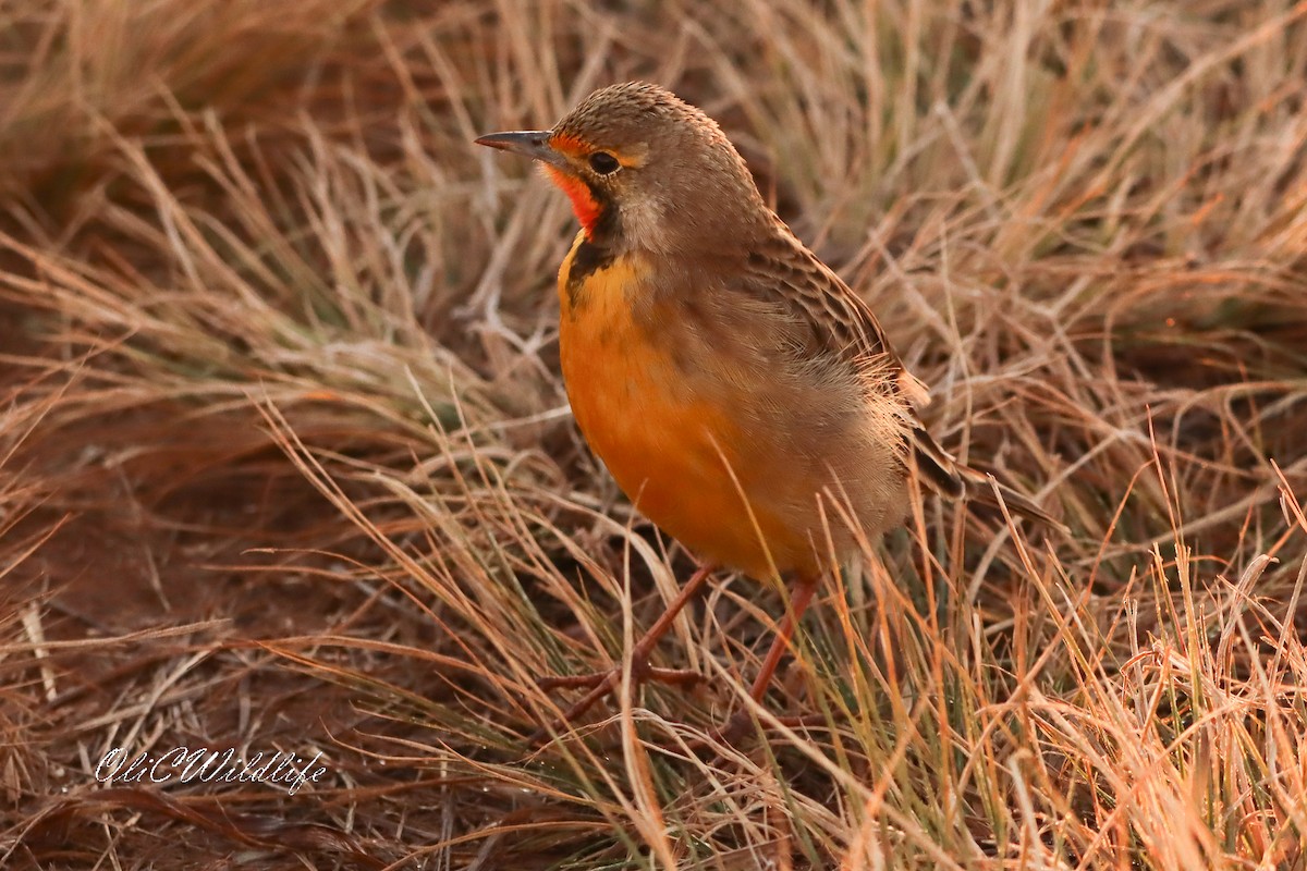 Orange-throated Longclaw - ML637784213