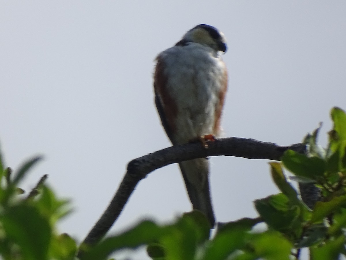 Pearl Kite - ML637784247