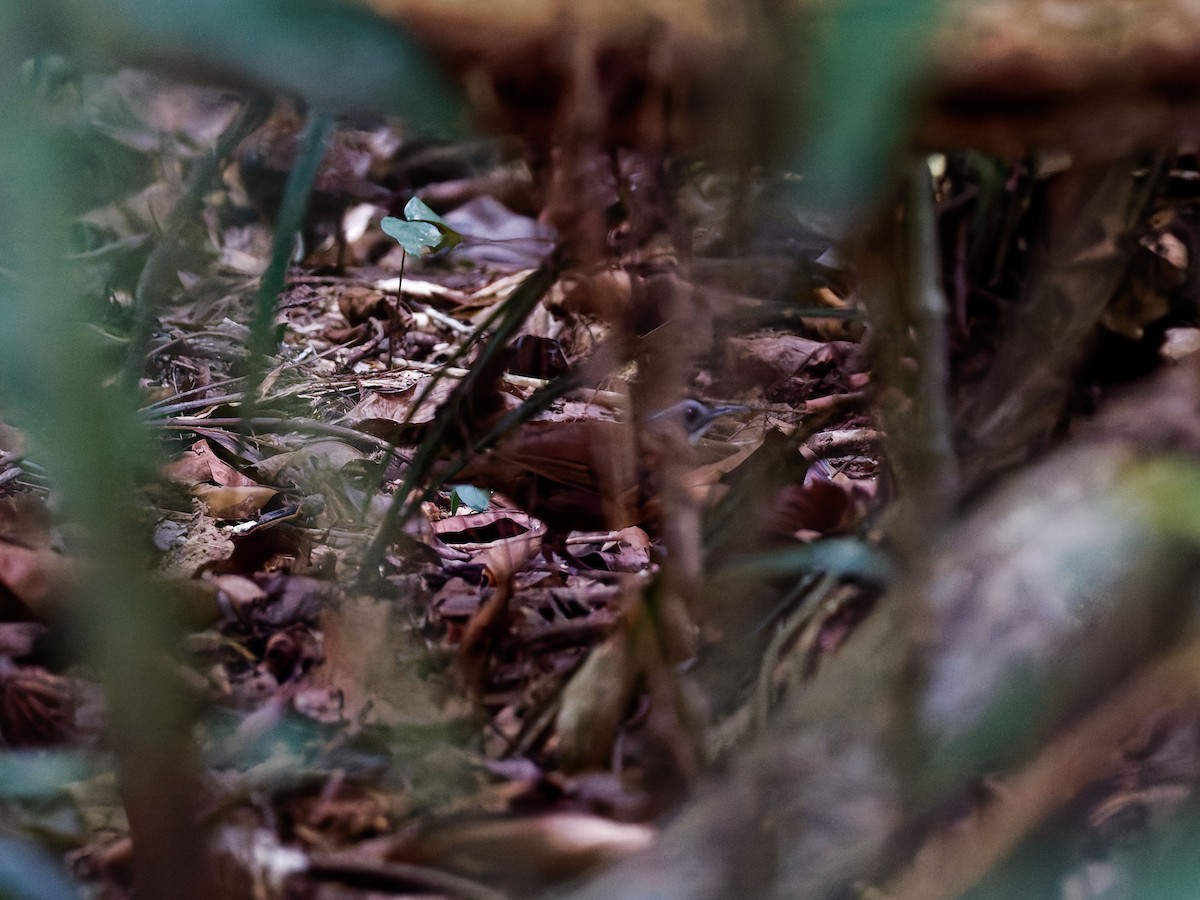 Malayan Black-capped Babbler - ML637784256