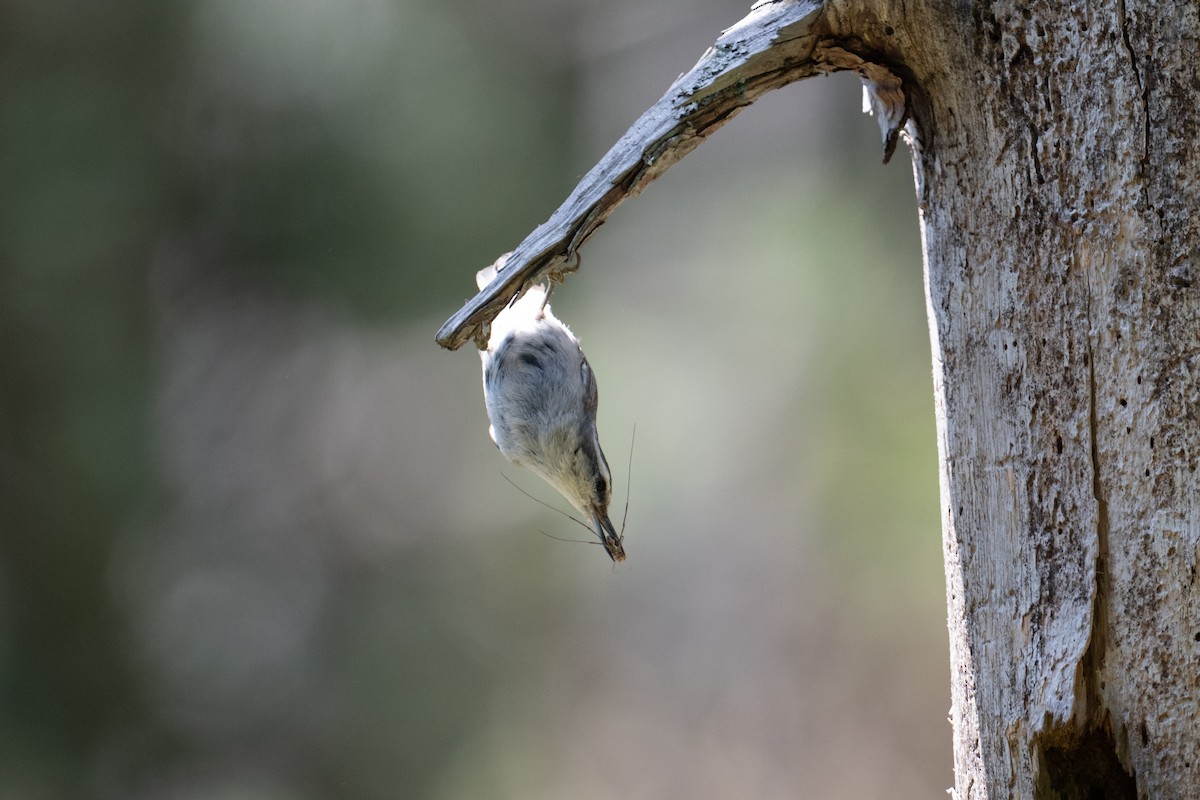 Corsican Nuthatch - ML637784270