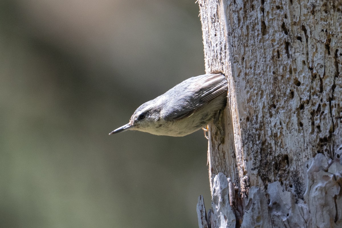 Corsican Nuthatch - ML637784272