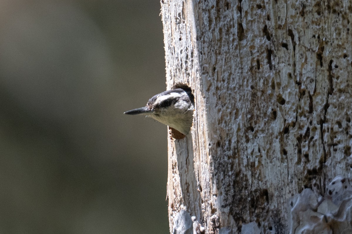 Corsican Nuthatch - ML637784274