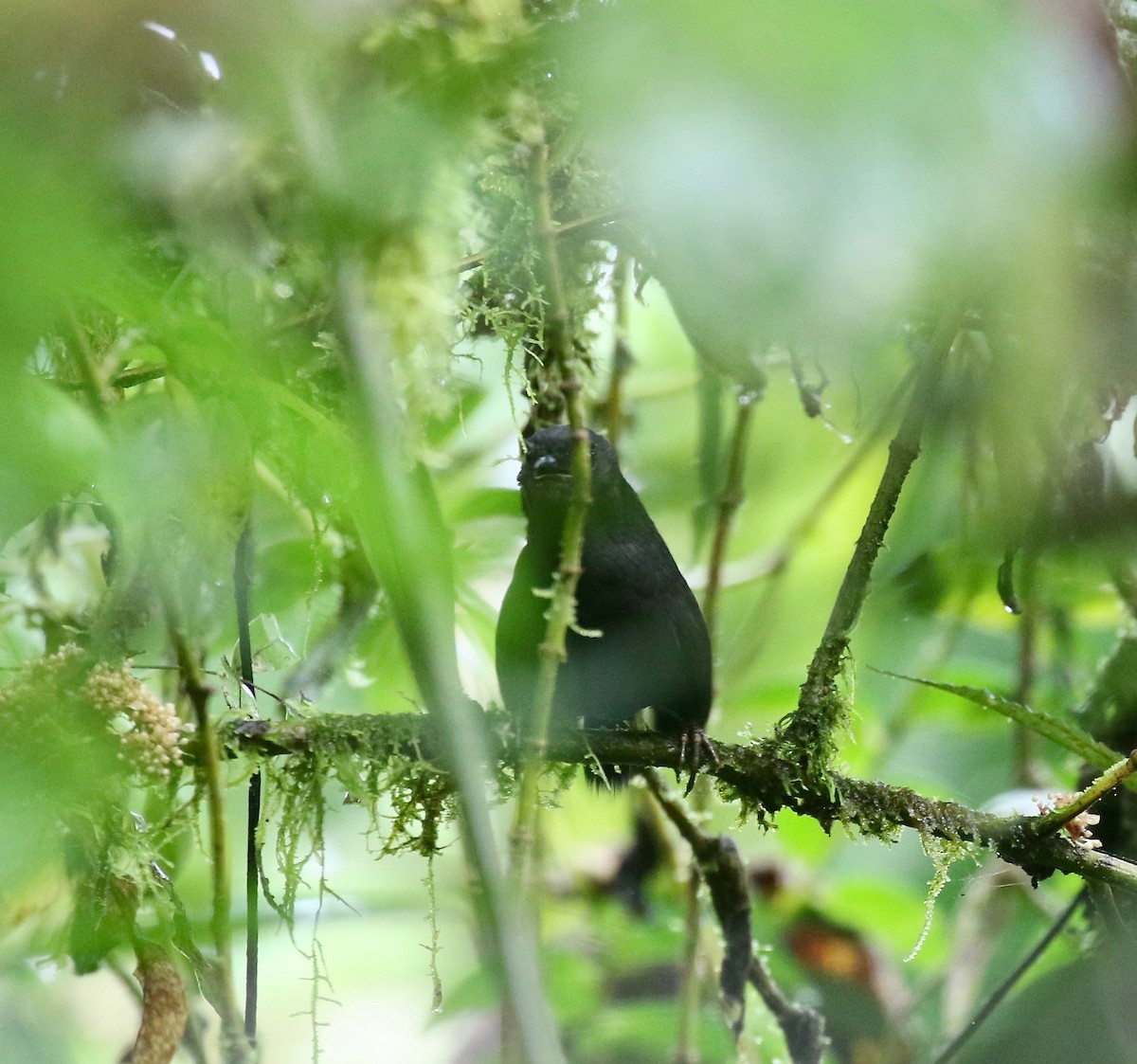 Tatama Tapaculo - ML637784275