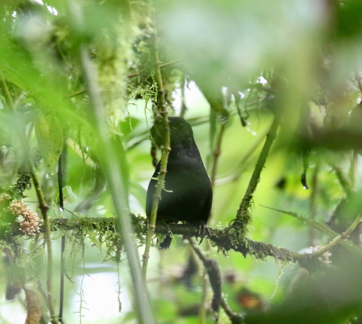 Tatama Tapaculo - ML637784276
