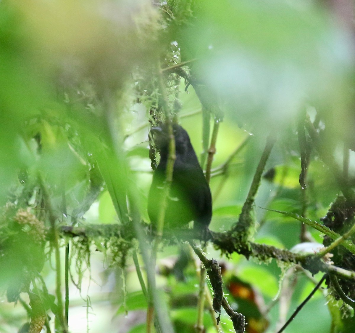 Tatama Tapaculo - ML637784277