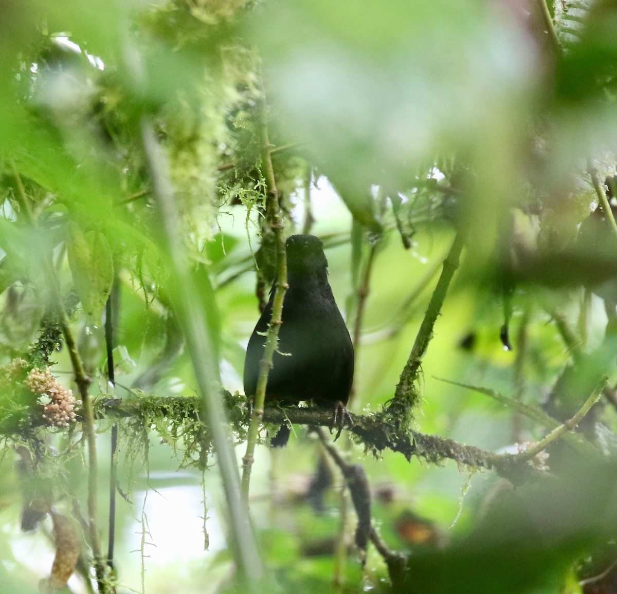Tatama Tapaculo - ML637784278