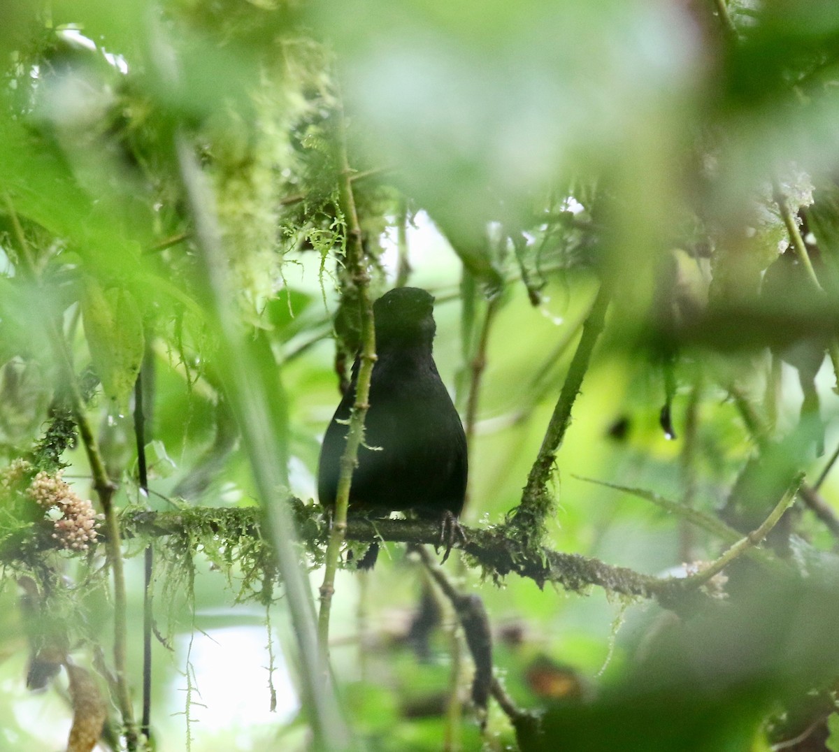 Tatama Tapaculo - ML637784279