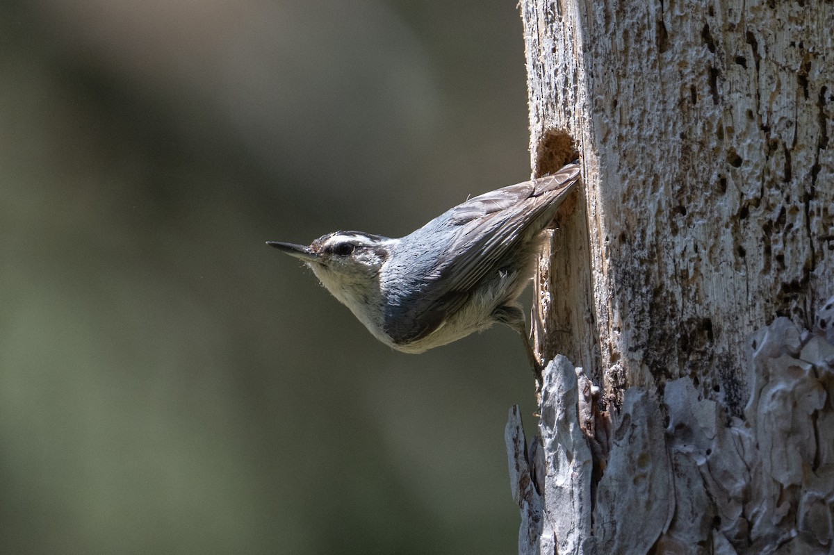 Corsican Nuthatch - ML637784280