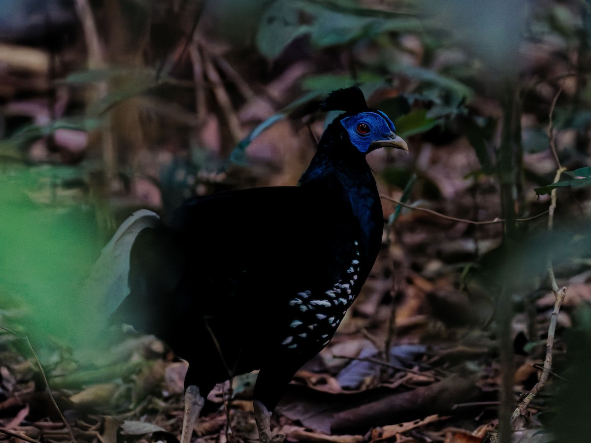 Malayan Crested Fireback - ML637784284