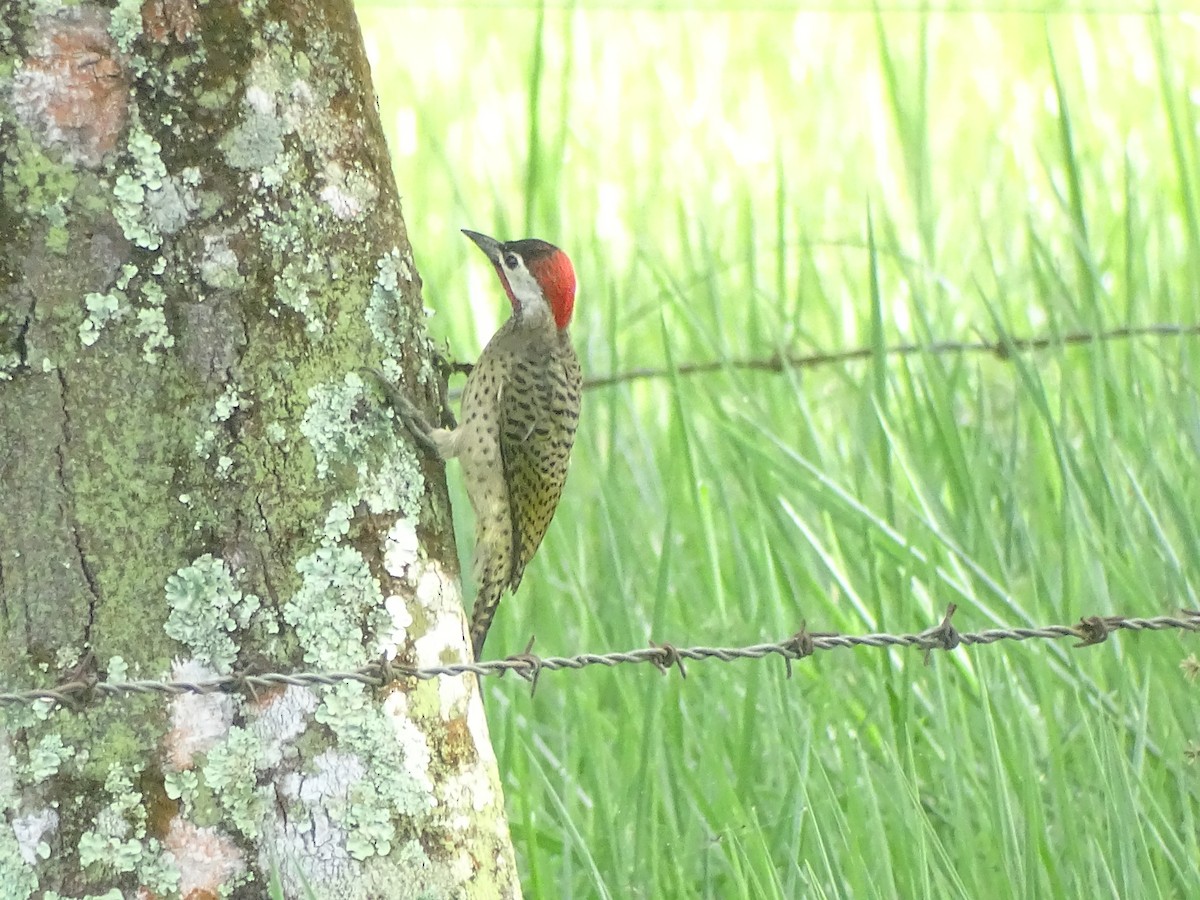 Spot-breasted Woodpecker - ML637784293