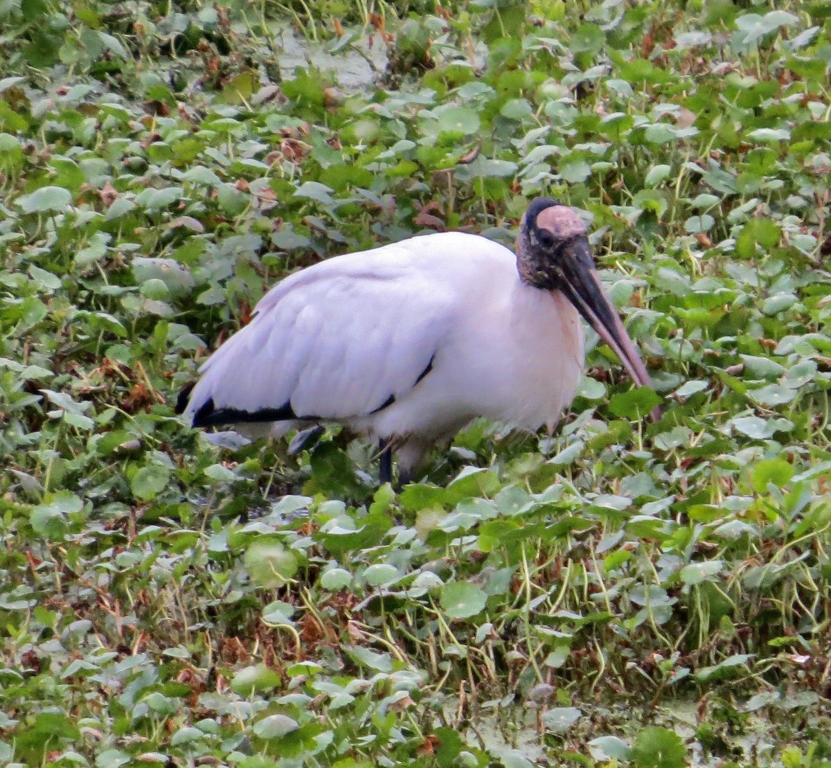 Wood Stork - ML637784320
