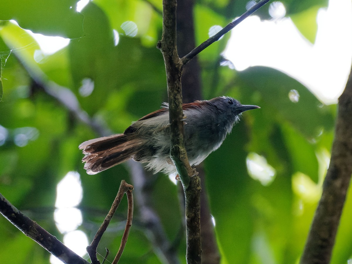 Chestnut-winged Babbler - ML637784325