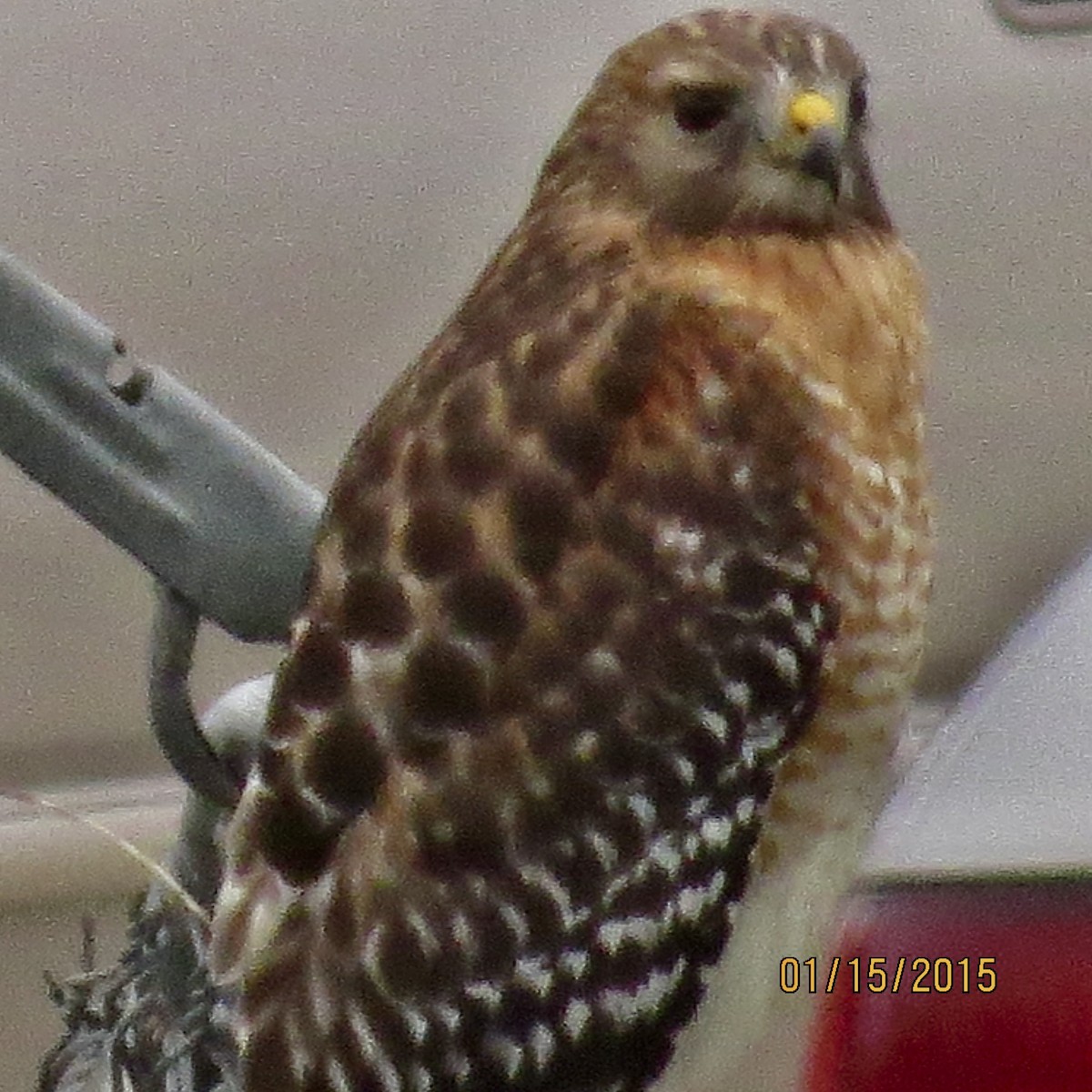 Red-shouldered Hawk - ML637784327
