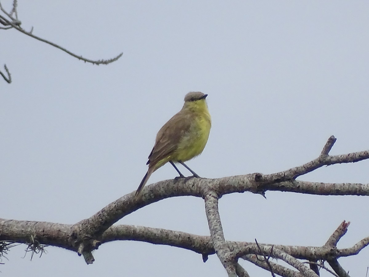 Cattle Tyrant - ML637784329