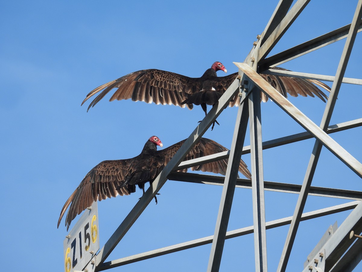 Turkey Vulture - ML637784334