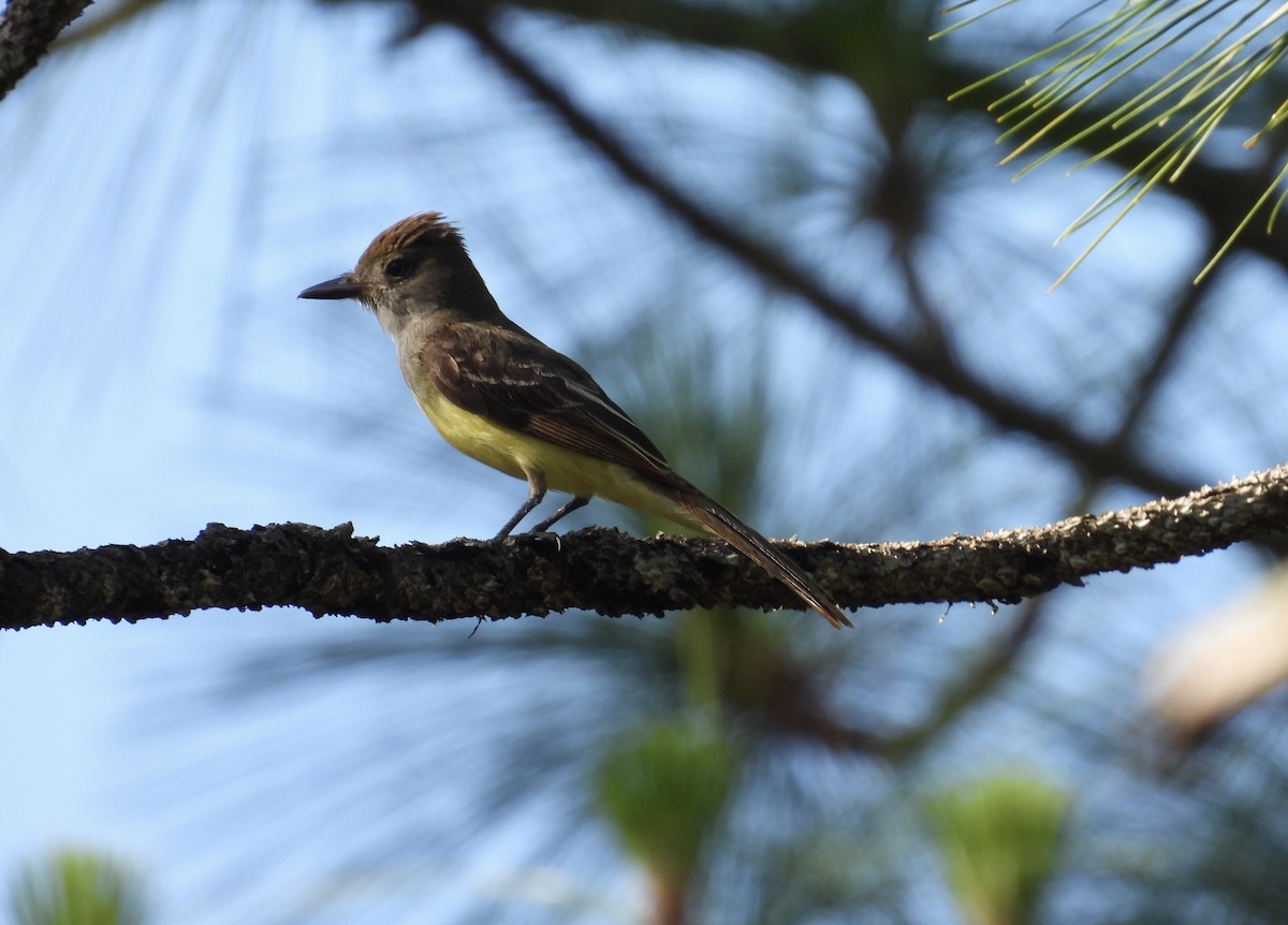 Great Crested Flycatcher - ML637784347