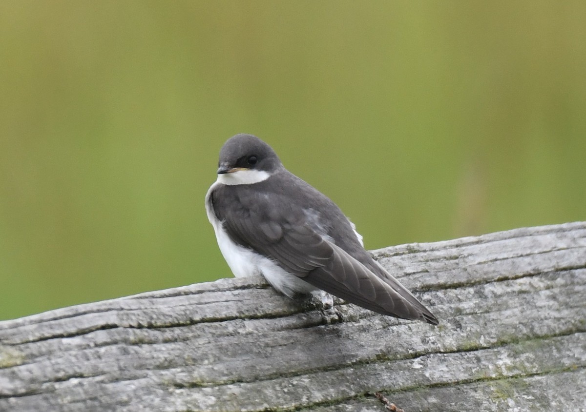 Tree Swallow - ML637784367